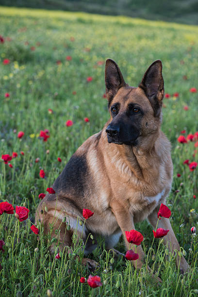 istock German shepherd dog on summer meadow with flowers 477714138