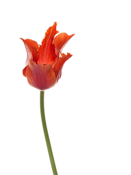 istock Fragile red tulip flower 477714244