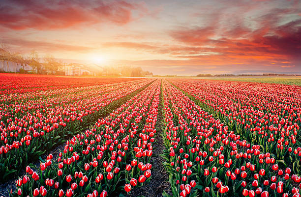 istock rows of pink tulips in Holland. 477714332