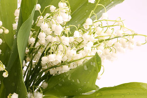 istock lilies of the valley  white background selective soft focus 477714352