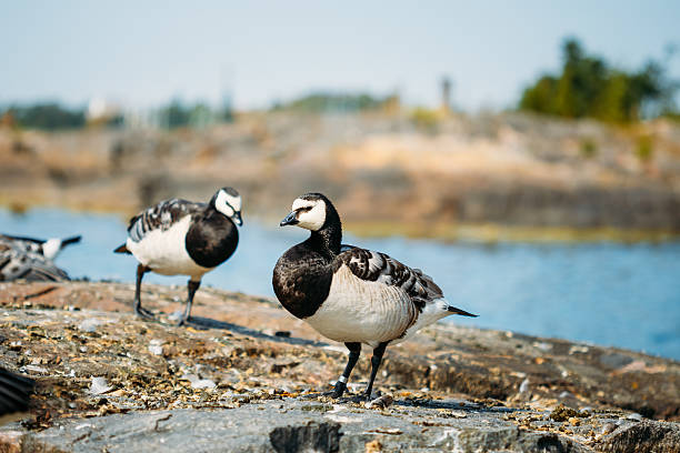 istock Barnacle Goose, Branta Leucopsis, Feral Goose On Rock 477714770