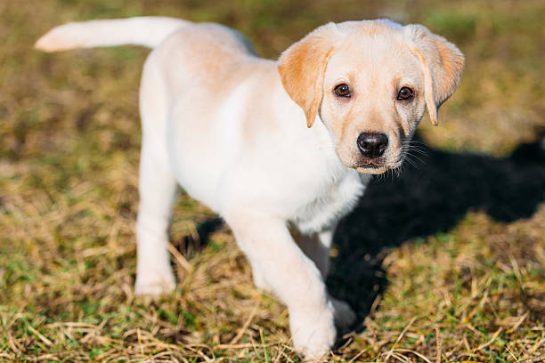 istock Beautiful White Dog Lab Labrador Retriever Pup Puppy Whelp 477714782