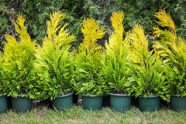 Photo of Cypresses plants in  pots on tree farm