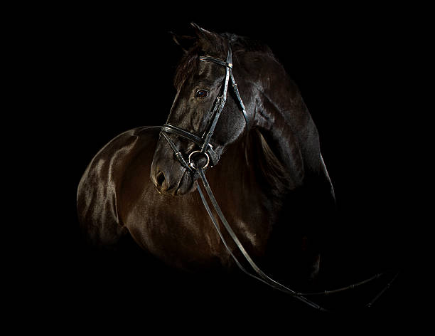 istock Studio portrait of a horse on a black background 477714946