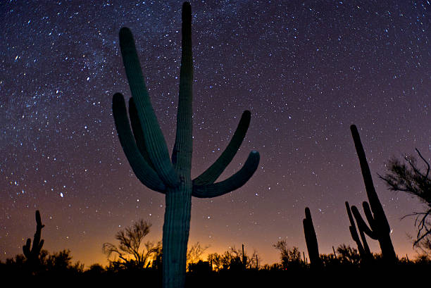 Saguaro Night Saguaro cactus and stars near Tucson, Arizona. sonoran desert stock pictures, royalty-free photos & images