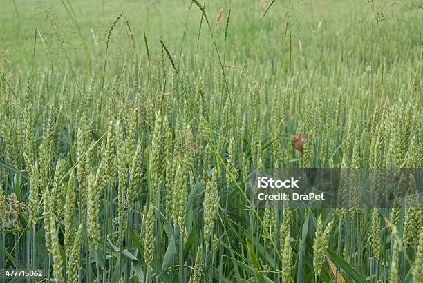 Wheat Flowers Stock Photo - Download Image Now - 2015, Abstract, Agricultural Field