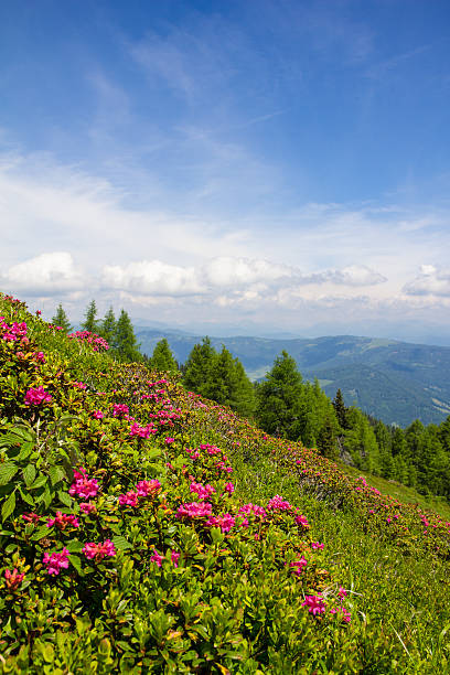 Alpine Rose On Mt. Gerlitzen stock photo
