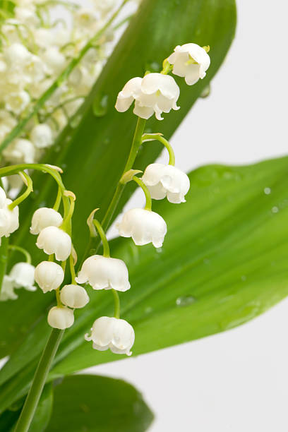 istock lilies of the valley  white background selective soft focus 477715562