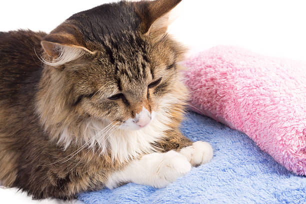 istock beautiful kitten lying on colorful towels 477716331