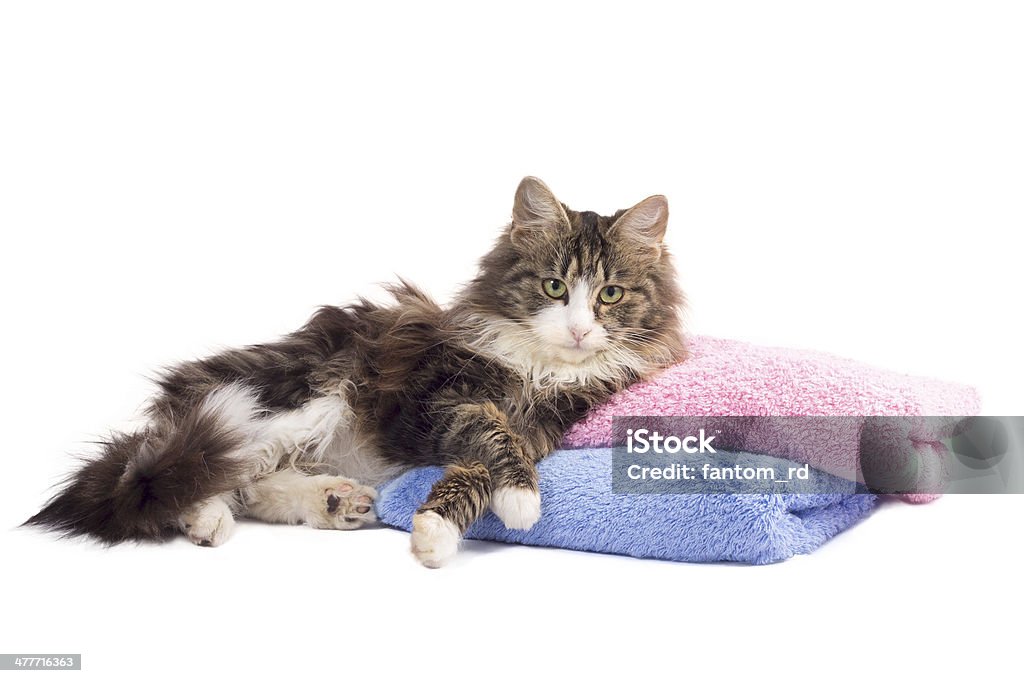 beautiful fluffy kitten lying on colorful towels Animal Stock Photo