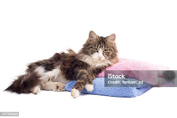 Beautiful Fluffy Kitten Lying On Colorful Towels Stock Photo - Download Image Now - Animal, Animal Whisker, Cute