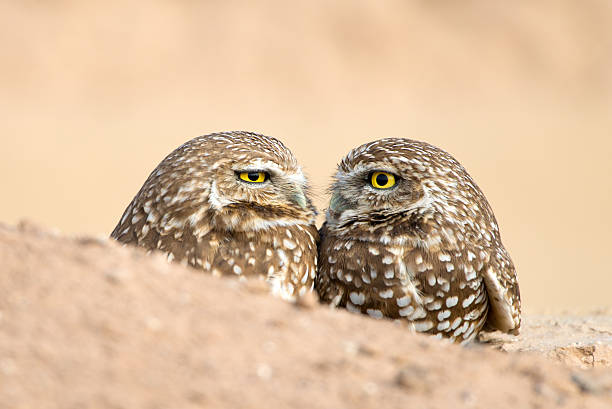 A pair of Burrowing Owl closeup, standing near their nest, Salton Sea, California, USA.