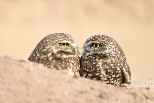 A pair of Burrowing Owl closeup, standing near their nest, Salton Sea, California, USA.