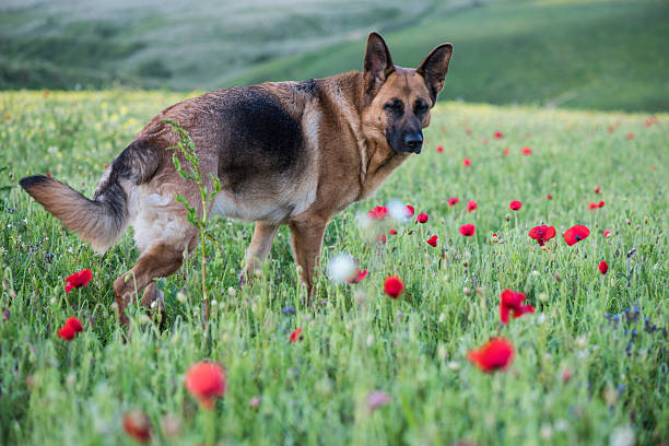 istock German shepherd dog on summer meadow with flowers 477717144
