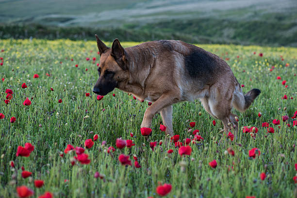 istock German shepherd dog on summer meadow with flowers 477717152