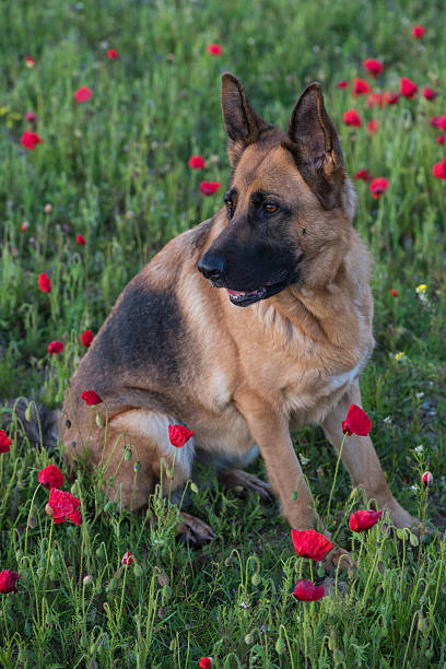 istock German shepherd dog on summer meadow with flowers 477717158