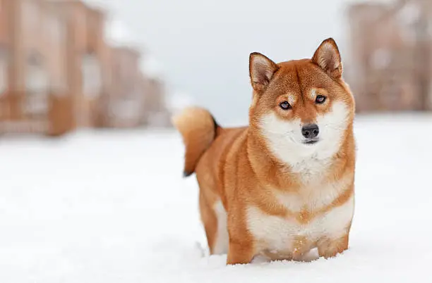 Japanese dog Shiba-Inu in the winter day