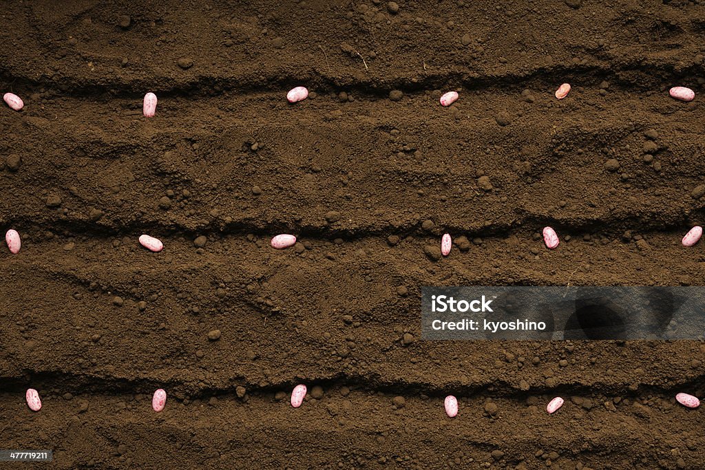 列の種まき haricot 豆シードの肥沃な - 種袋のロイヤリティフリーストックフォト