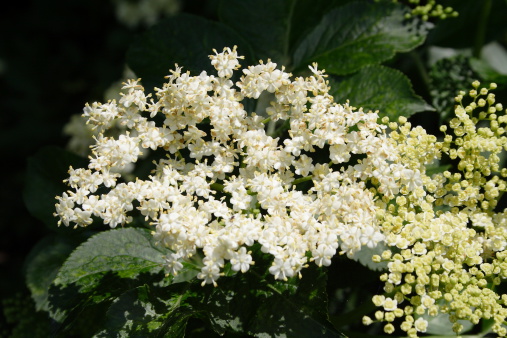 Flowering elder in June. Those beautiful nice smelling small white flowers.