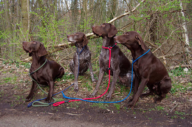 istock Four disciplined hunting dogs 477720323
