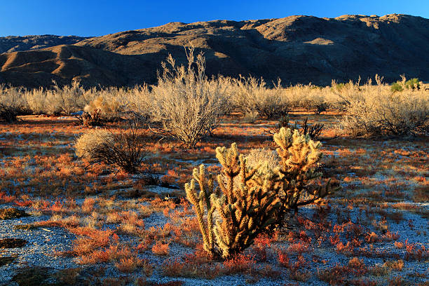 Sunrise at Anza-Borrego Desert State Park Sunrise at Anza-Borrego Desert State Park, California. borrego springs photos stock pictures, royalty-free photos & images