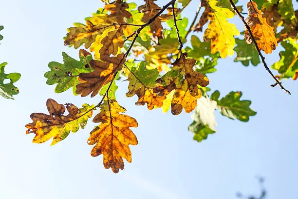 Photo of oak leaves in autumn