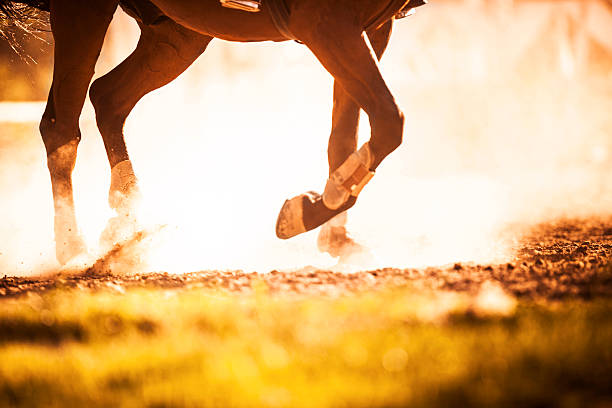 istock Horse legs at sunset. 477720677