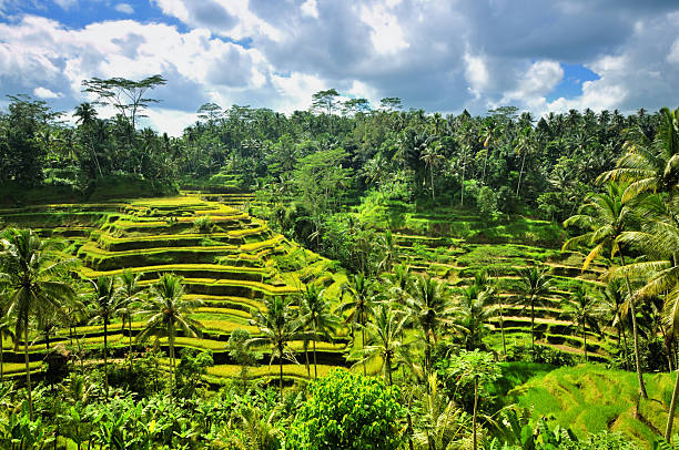 riz en terrasse - bali indonesia rice paddy rice photos et images de collection