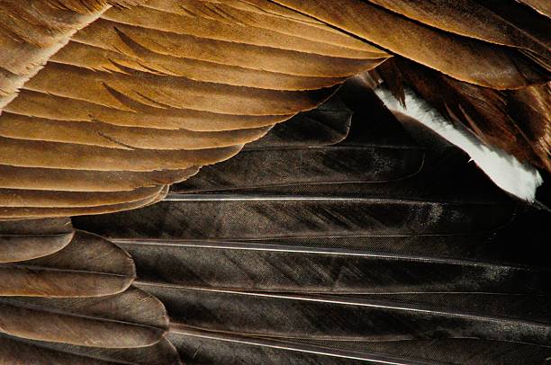 istock Abstract of Canada Goose feathers 477720768