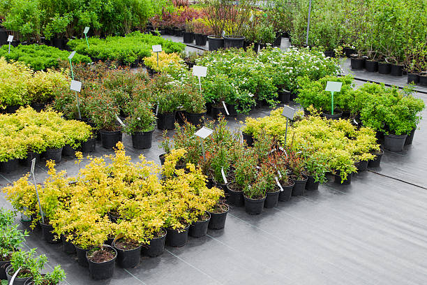 spiraea in pentole in vendita - centro per il giardinaggio foto e immagini stock