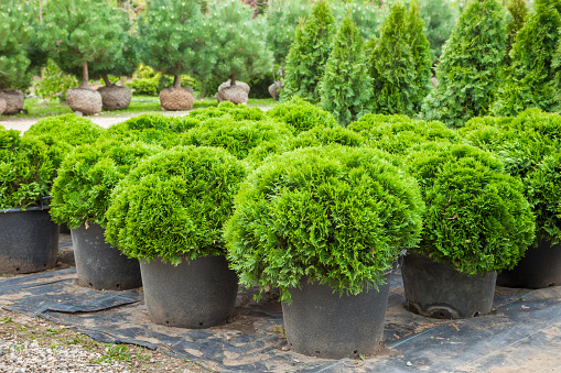 Cypresses plants in pots on tree farm