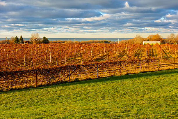 Landscape image of a vineyard in the fields