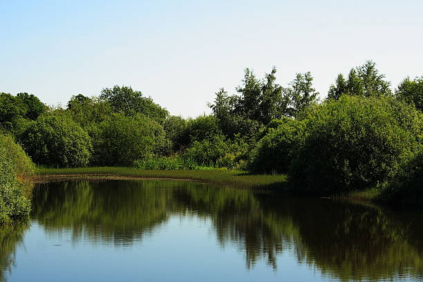 istock Forest lake with mirror effect - beauty in nature Denmark 477721759