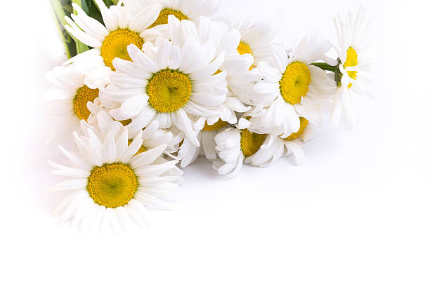 istock bouquet of daisies on a white background wildflowers 477722086