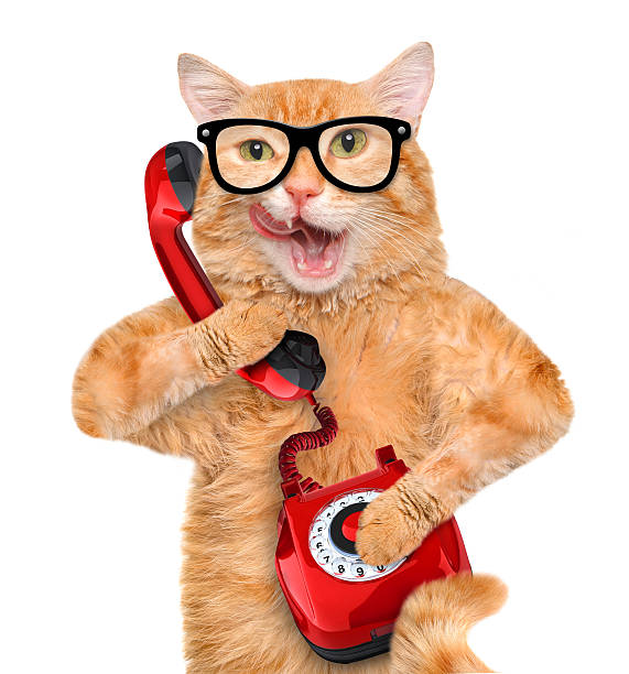 istock Cat talking on the phone. 477722274