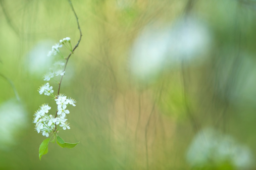 Flowering branch of Pin cherry (Prunus pensylvanica).