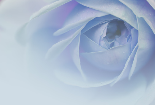 Soft background of a rose in blue.