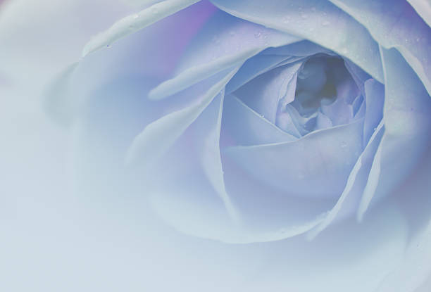 Rose in blue. Soft background of a rose in blue. blue roses stock pictures, royalty-free photos & images