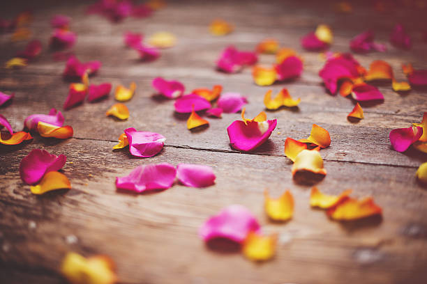 bela pétalas de rosa - single flower flash imagens e fotografias de stock