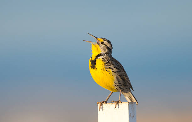 Meadow Lark in Golden Light Meadow Lark singing pretty in Golden Light, with blue sky background. lark stock pictures, royalty-free photos & images