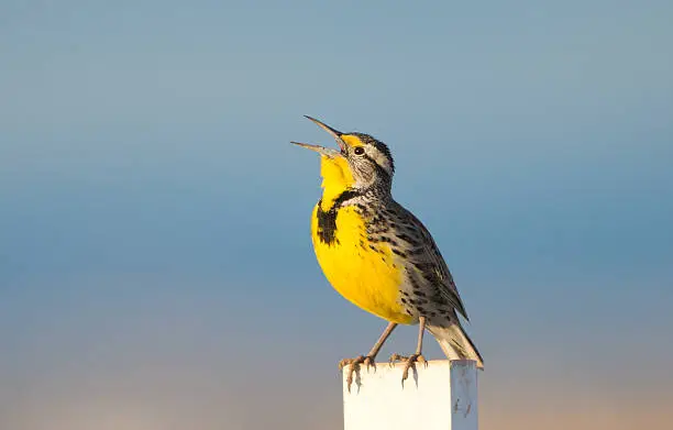 Meadow Lark singing pretty in Golden Light, with blue sky background.
