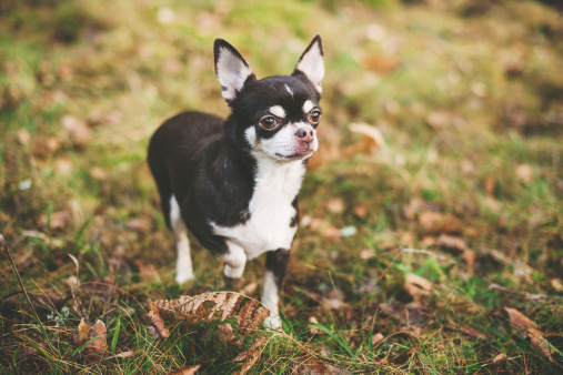 Cute Chihuahua outdoors
