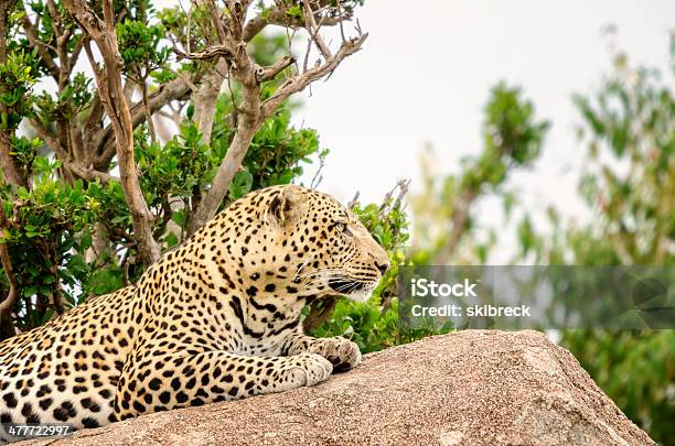 Lampart Na Skale - zdjęcia stockowe i więcej obrazów Afryka - Afryka, Bez ludzi, Dziki kot