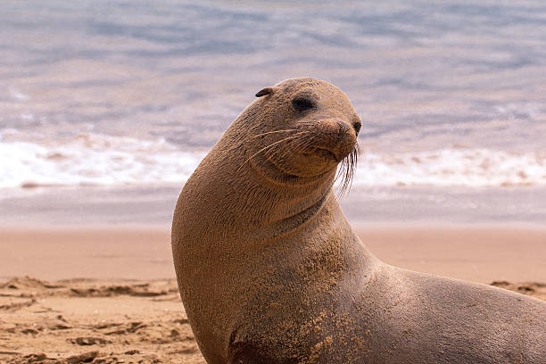 istock Sea lion play sand on the beach 477723000