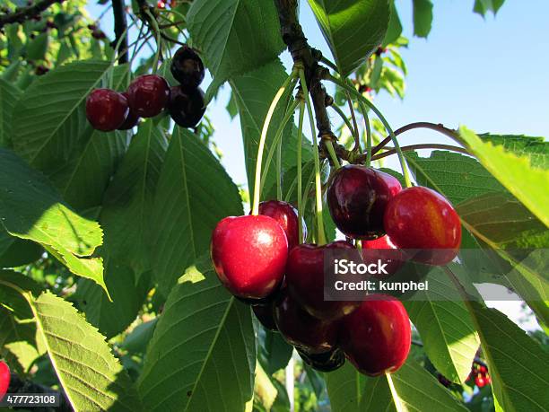 Cherry Prunus Stock Photo - Download Image Now - 2015, Berry Fruit, Branch - Plant Part