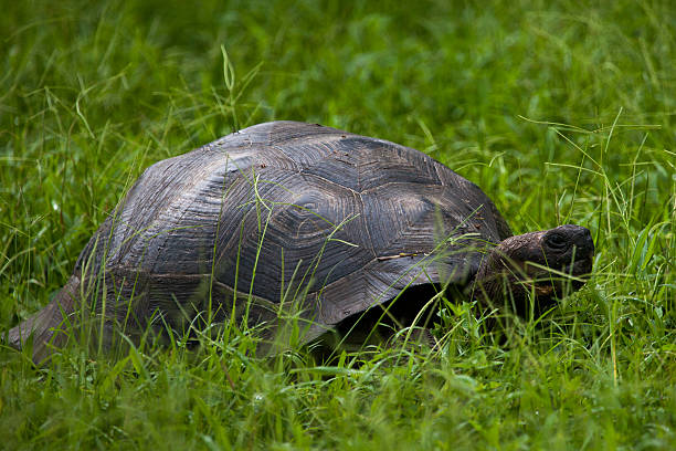 istock Giant tortoise at Isabela Island 477723132