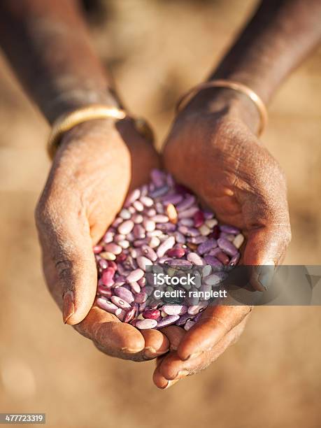 African Farmer With Beans Stock Photo - Download Image Now - Africa, Agricultural Field, Bean