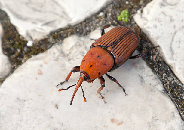 Adult red palm weevil (Rhynchophorus ferrugineus) walking along the street in Monte Gordo, Portugal. This snouted weevil originates from tropical Asia and has spread westward reaching the Mediterranean region in the 1980s. It attacks palm trees, mainly canarian island palms, oil palms and date palms. This photograph was taken in the Algarve region of Portugal where the weevil has decimated the canary island palms and the infestation has reached as far north as Lisbon where palm trees are dying in huge numbers. It is a relatively large weevil reaching up to 5 cm in length.