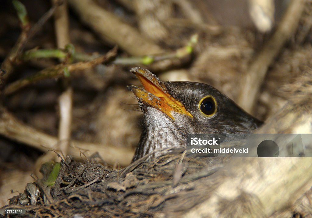 Blackbird em aqui nest - Foto de stock de Animal royalty-free