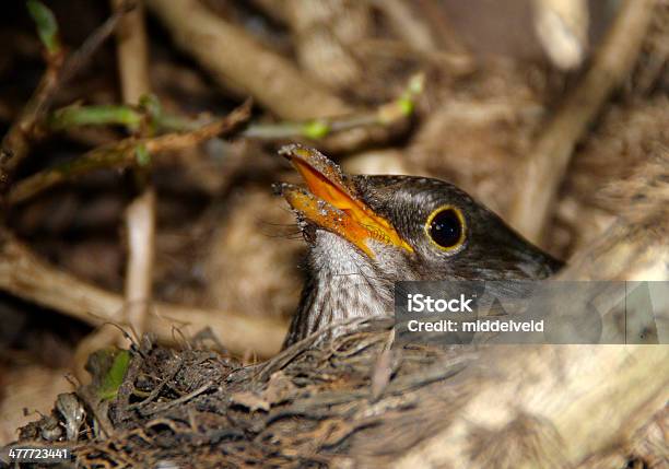 Foto de Blackbird Em Aqui Nest e mais fotos de stock de Animal - Animal, Arbusto, Composição